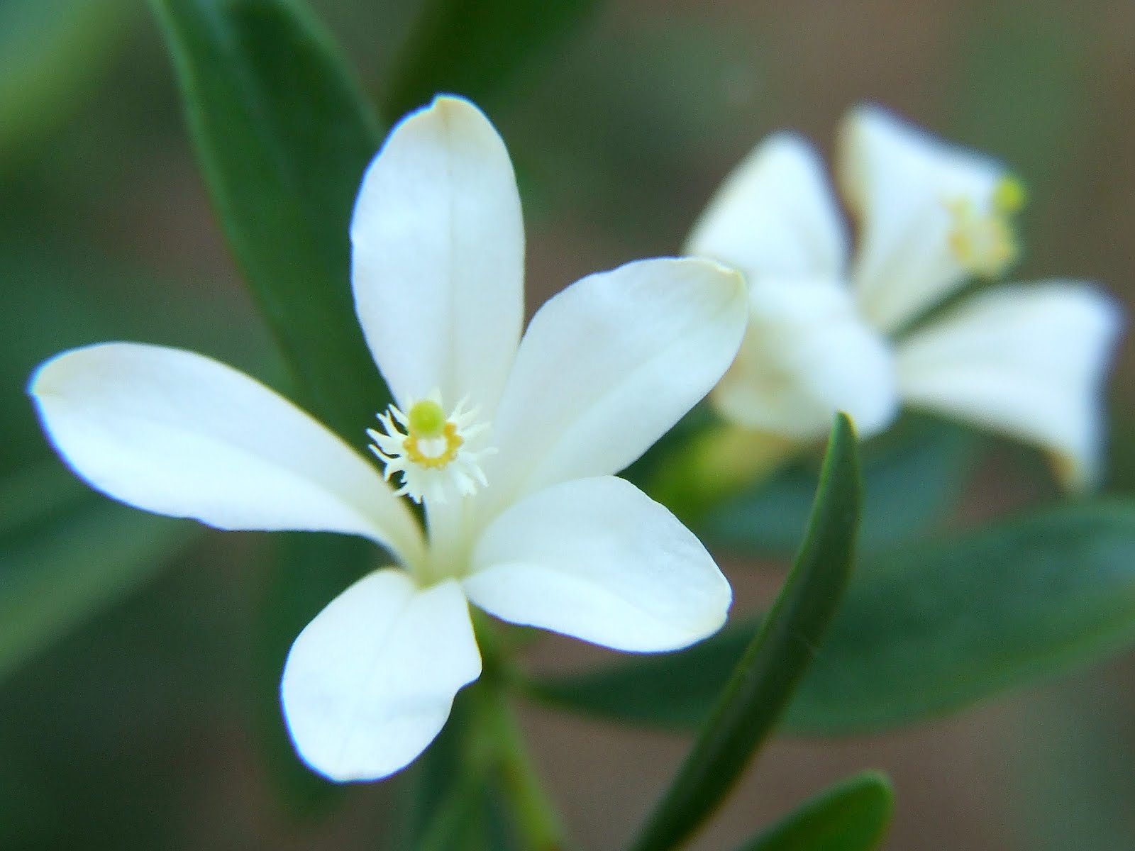 A flower for the Ladies! Turraea obtusifolia