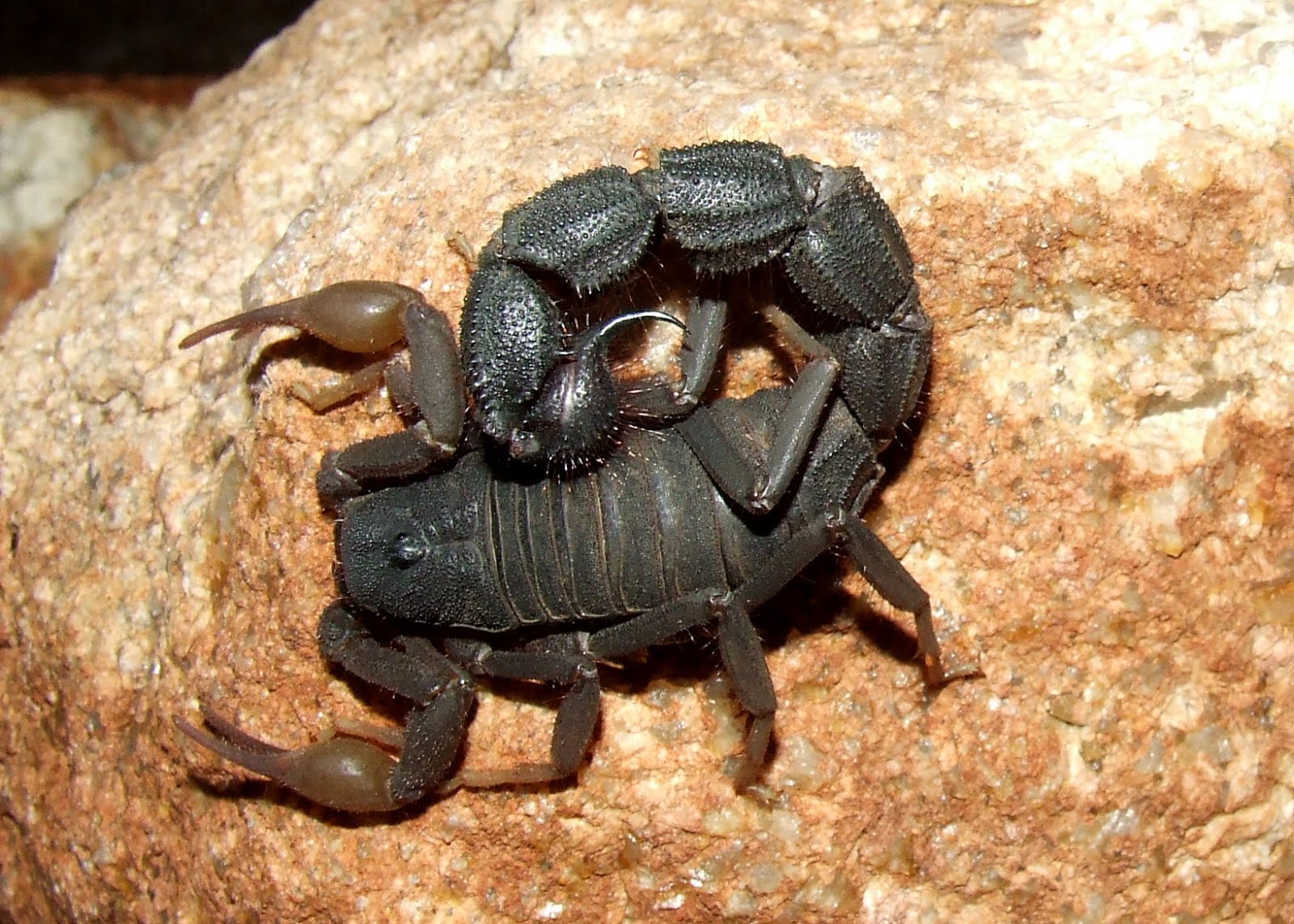 Black Thick-Tailed Scorpion