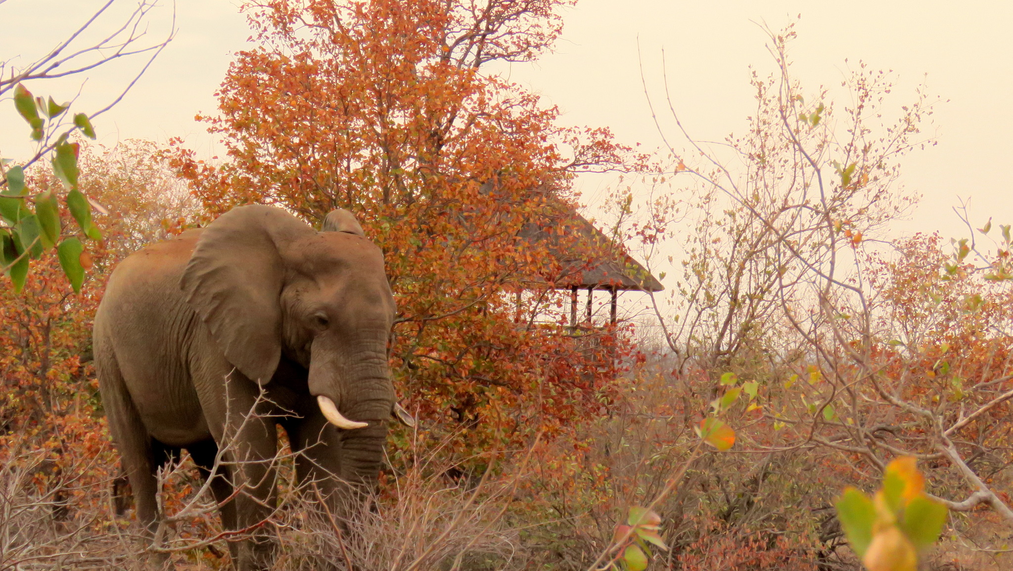 An ele bull, a regular visitor to the grove, pauses amongst the changing colours of Mopane, with the deck in the background.